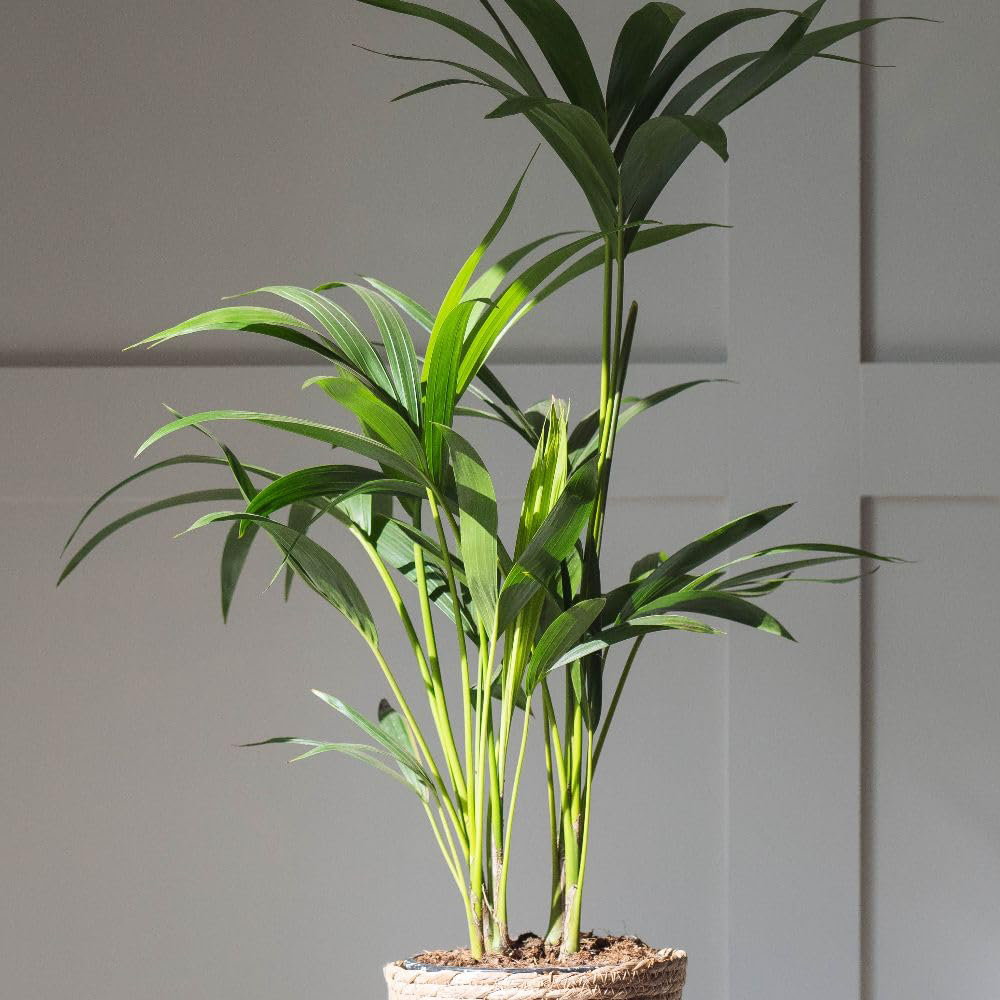 Thompson & Morgan Kentia Palm Howea Forsteriana Plant Pot 24cm 2 Pack Image 4