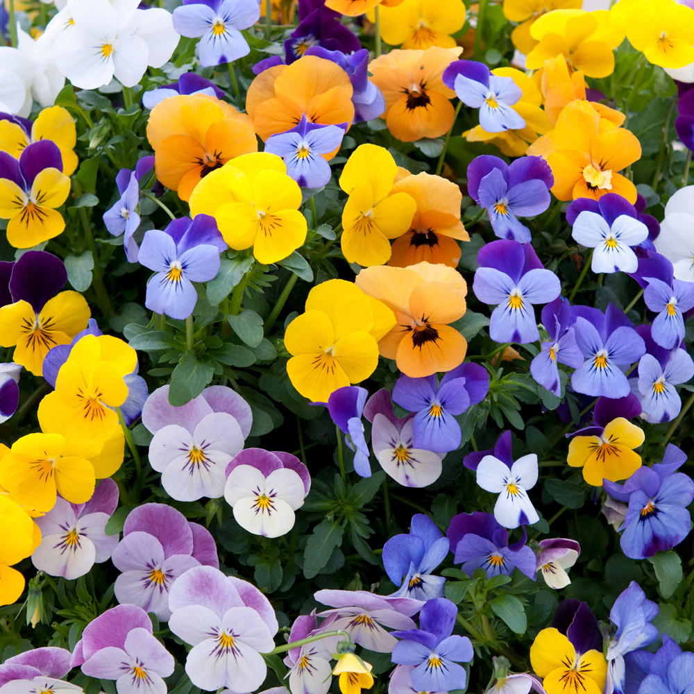 YouGarden Viola Teardrops Garden Ready Plant 20 Pack Image 1