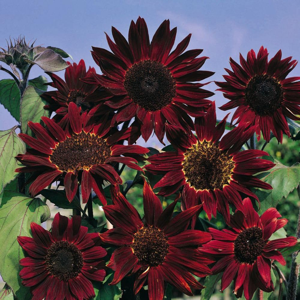 Thompson and Morgan Sunflower Helianthus Annuus Claret F1 Hybrid Seeds Image 1