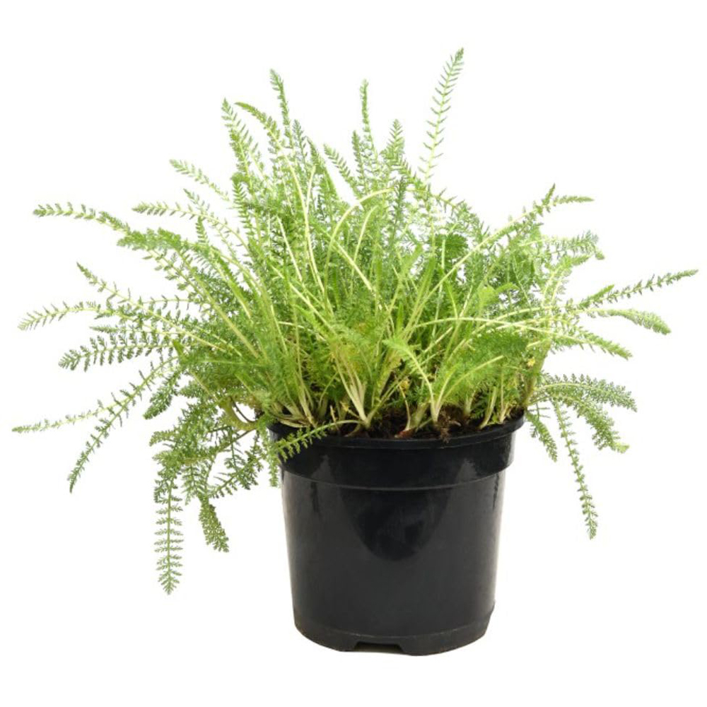 Thompson and Morgan Achillea Mill Tutti Fruitti Pink Grapefruit Plant Pot 3L Image 2
