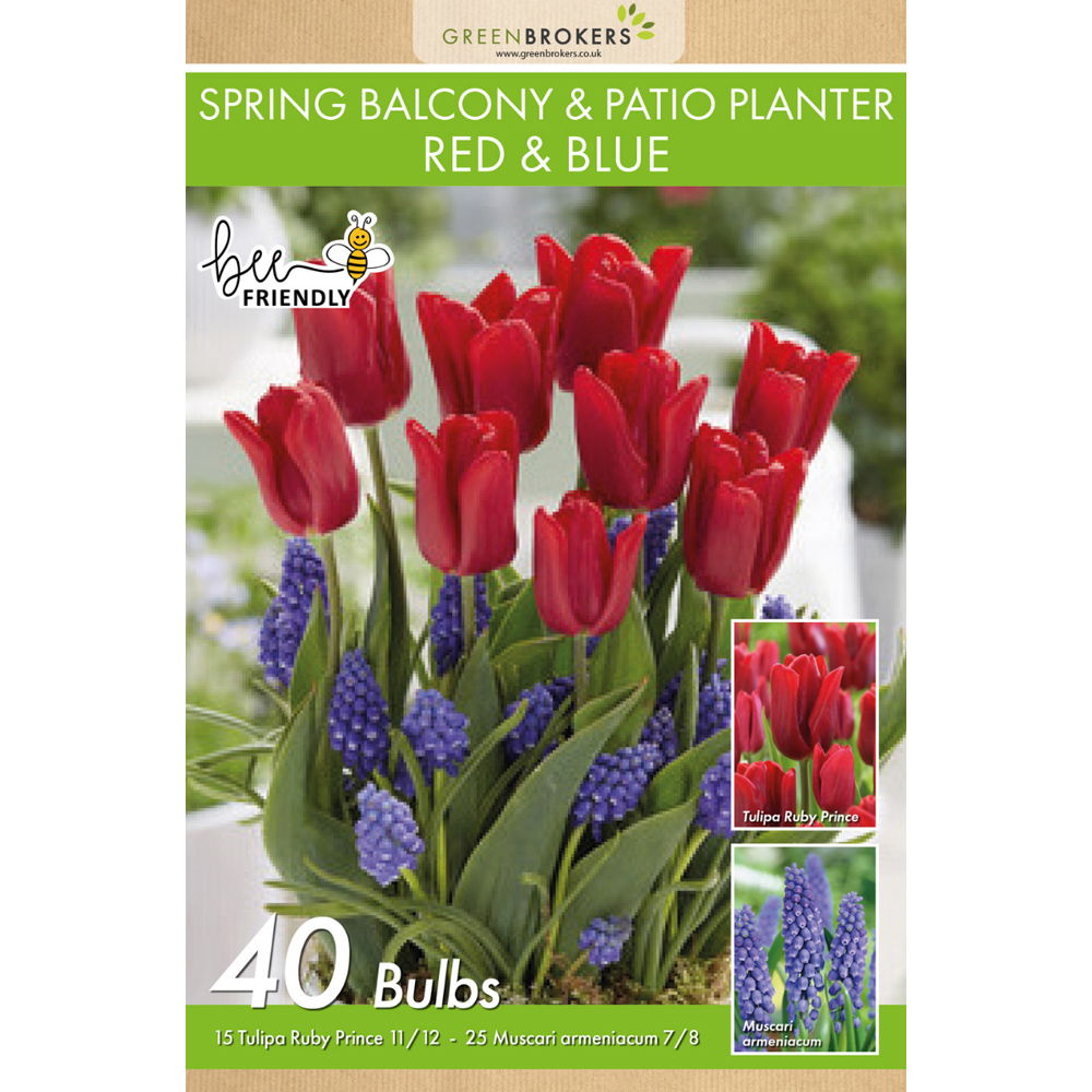 GreenBrokers Red and Blue Balcony and Patio Mixed Planter Bulb 40 Pack Image 2