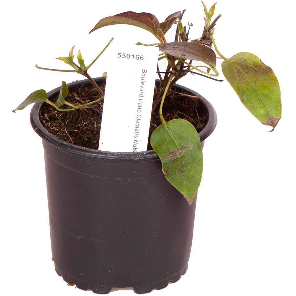 wilko Boulevard Patio Clematis Collection Plant Pot 3 Pack Image 5
