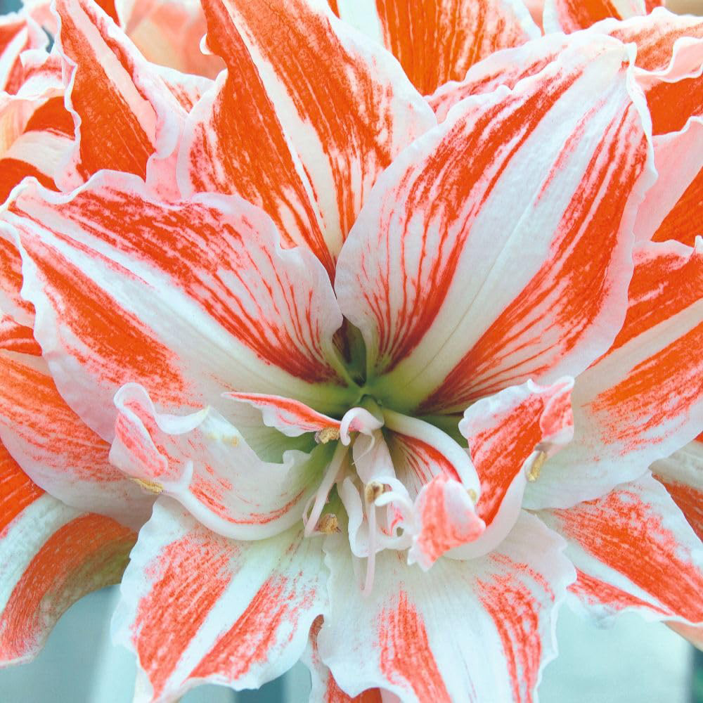 Thompson and Morgan Amaryllis Dancing Queen Planting Bulb 2 Pack Image 2