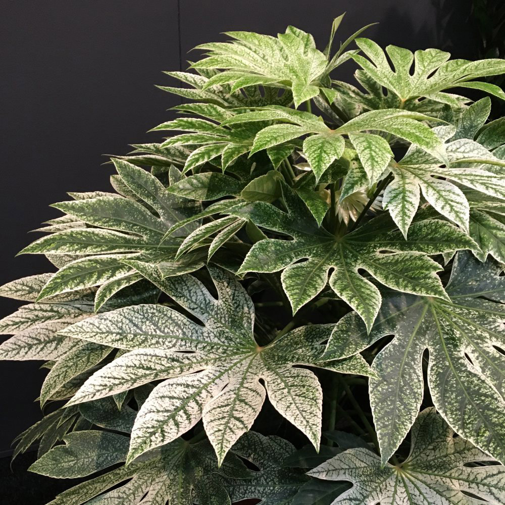 Thompson and Morgan Fatsia Spiders Web Plant Pot 9cm Pot 2 Pack Image 1