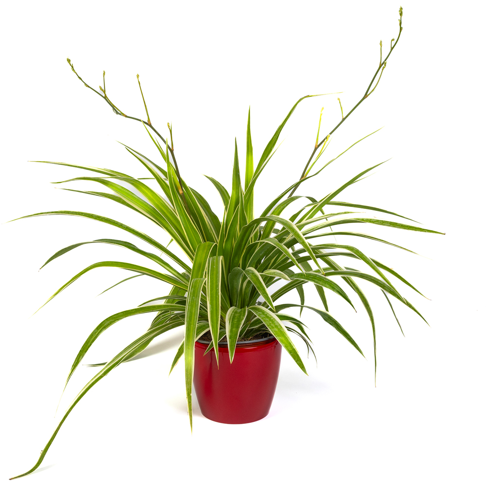 YouGarden Spider Plant with Red Pot Cover 12cm Image 2