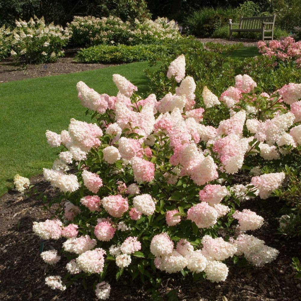 Thompson and Morgan Hydrangea Paniculata Vanille Fraise Plant Pot 30L Image 5