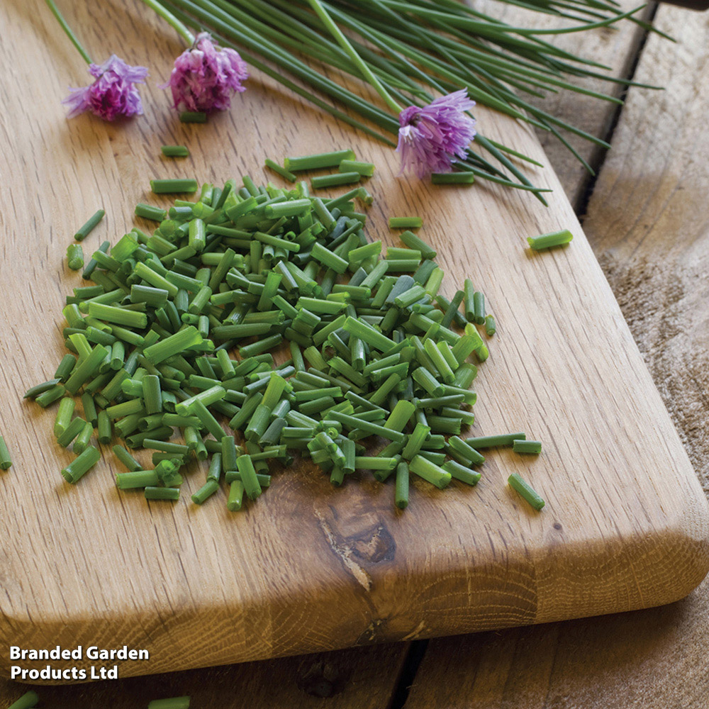 Thompson and Morgan Organic Herb Chives Seeds Image 2