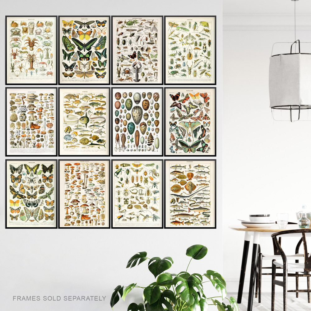 Artery8 Vintage Millot Encyclopaedia Mushrooms Butterflies Beetles Wall Art Print 30 x 41cm 12 Pack Image 3