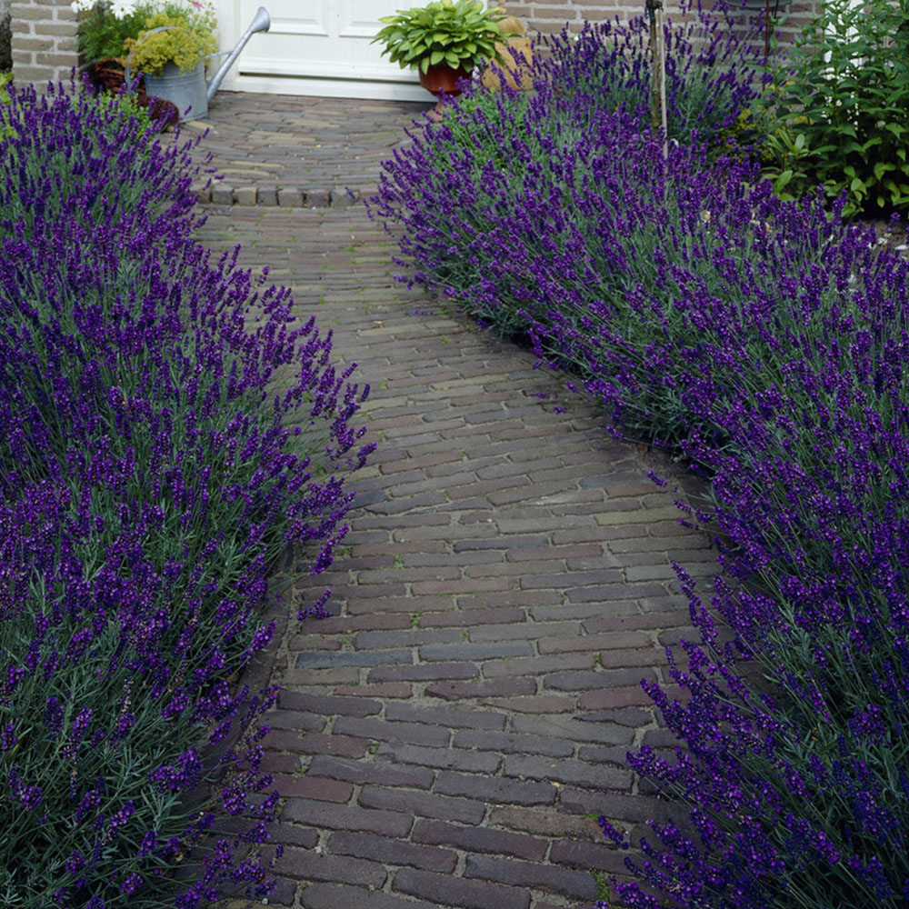 wilko Lavender Hidcote Plug Plant 12 Pack Image 2