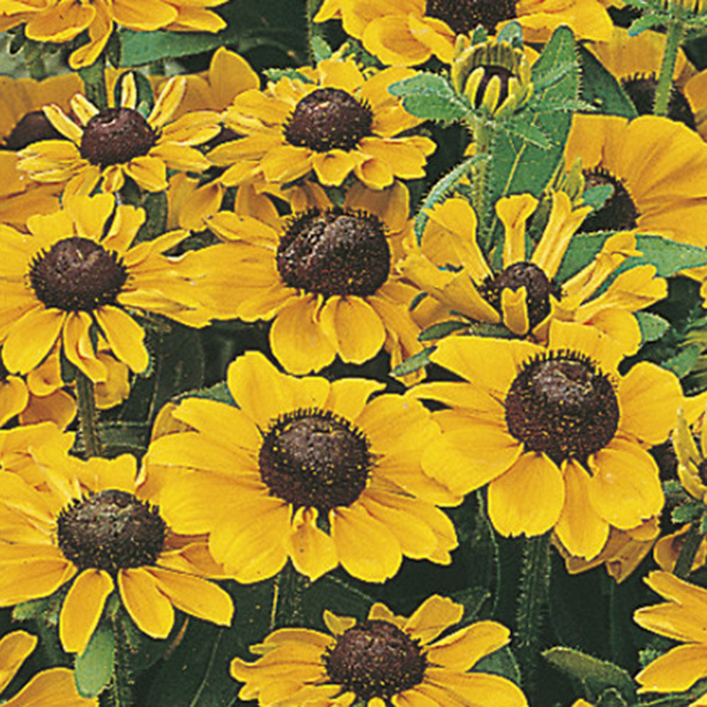 Pack of Toto Gold Rudbeckia Flower Seeds Image 1