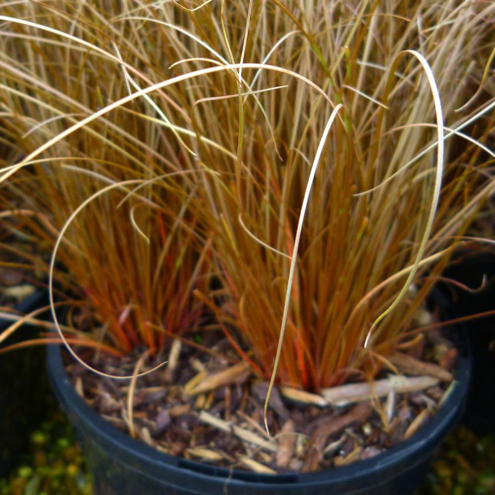 Thompson and Morgan Carex Comans Bronze Plant Pot 9cm 3 Pack Image 2