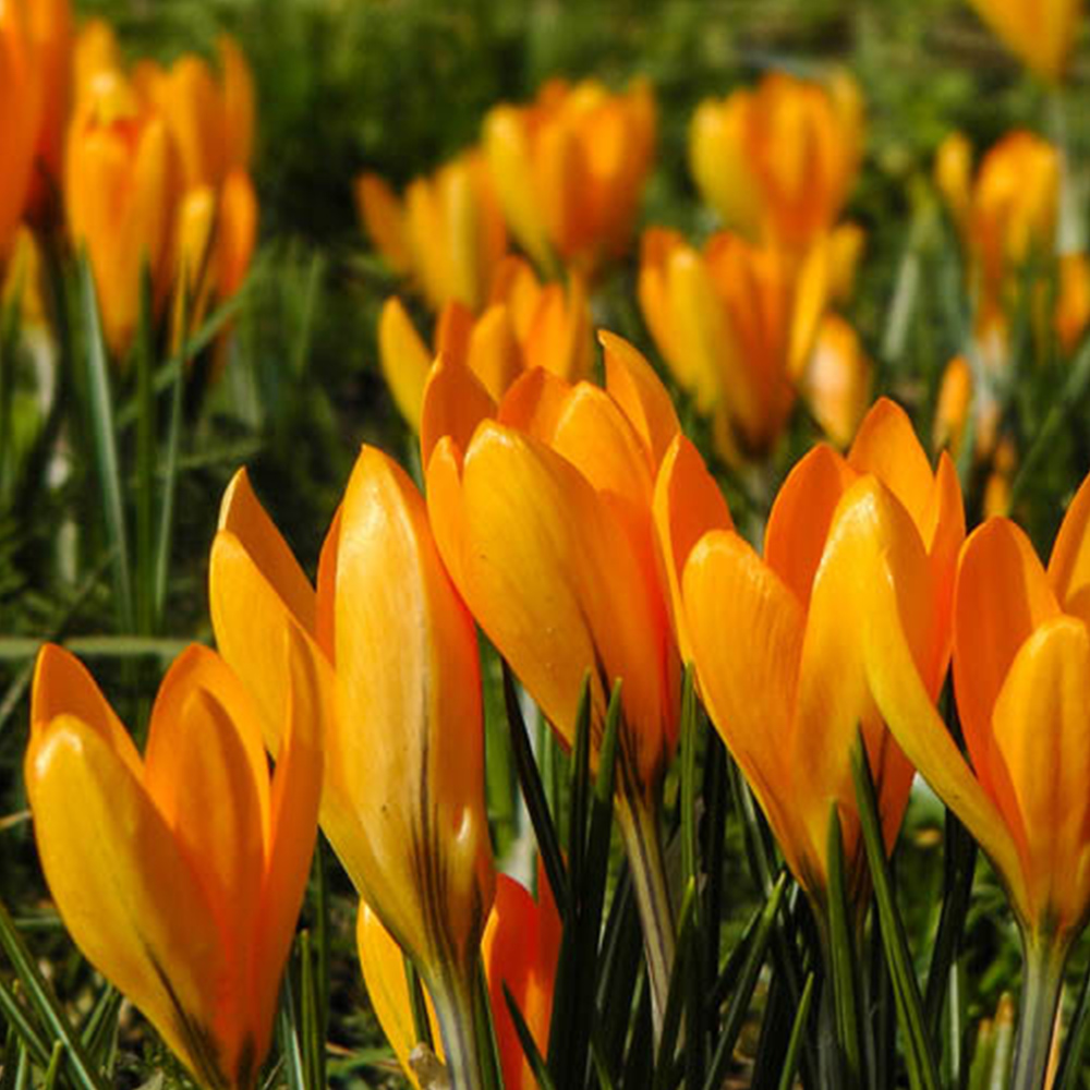 wilko Large Flowered Crocus Yellow Planting Bulb 20 Pack Image 2