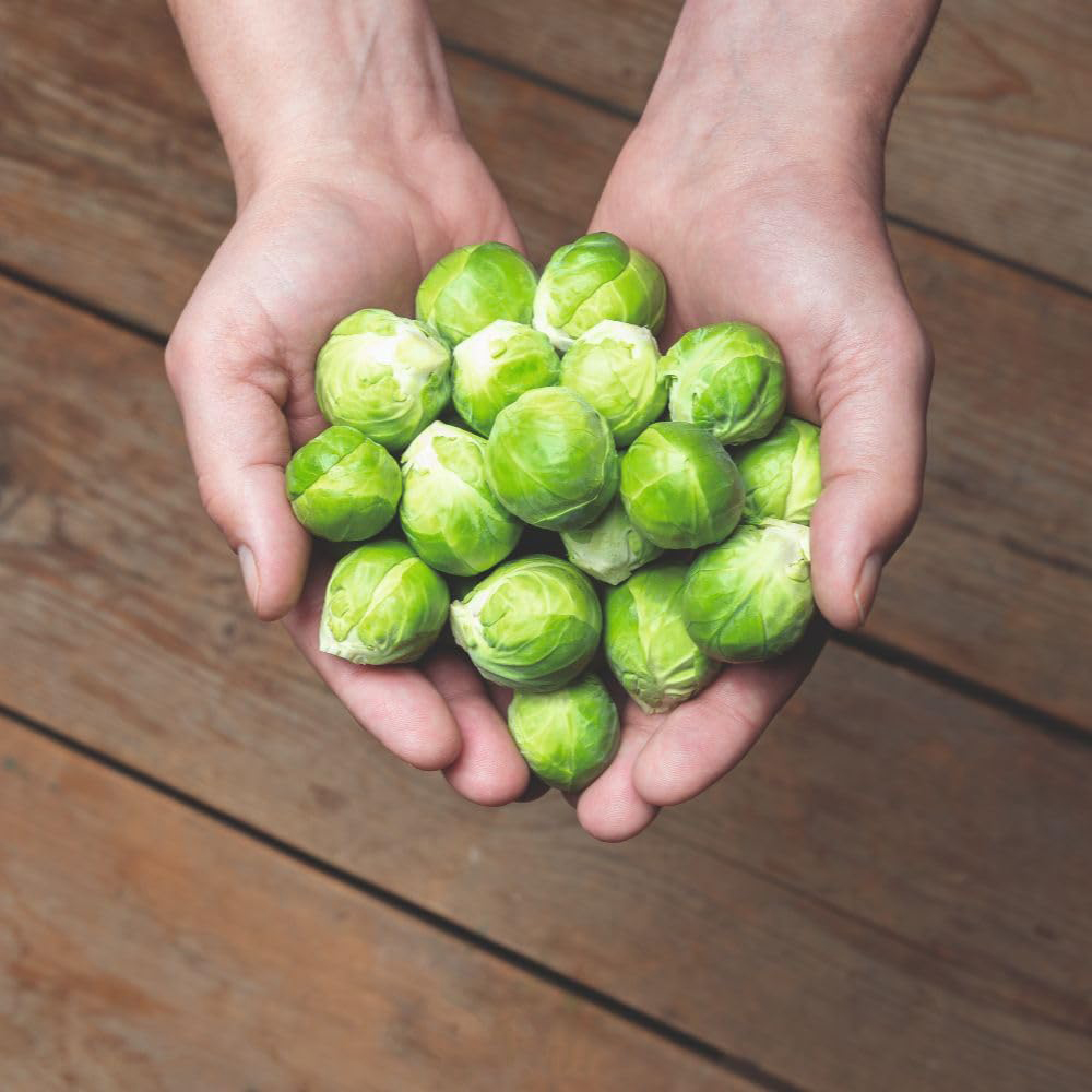 Thompson and Morgan Brussels Sprout Hector F1 Seeds Image 2