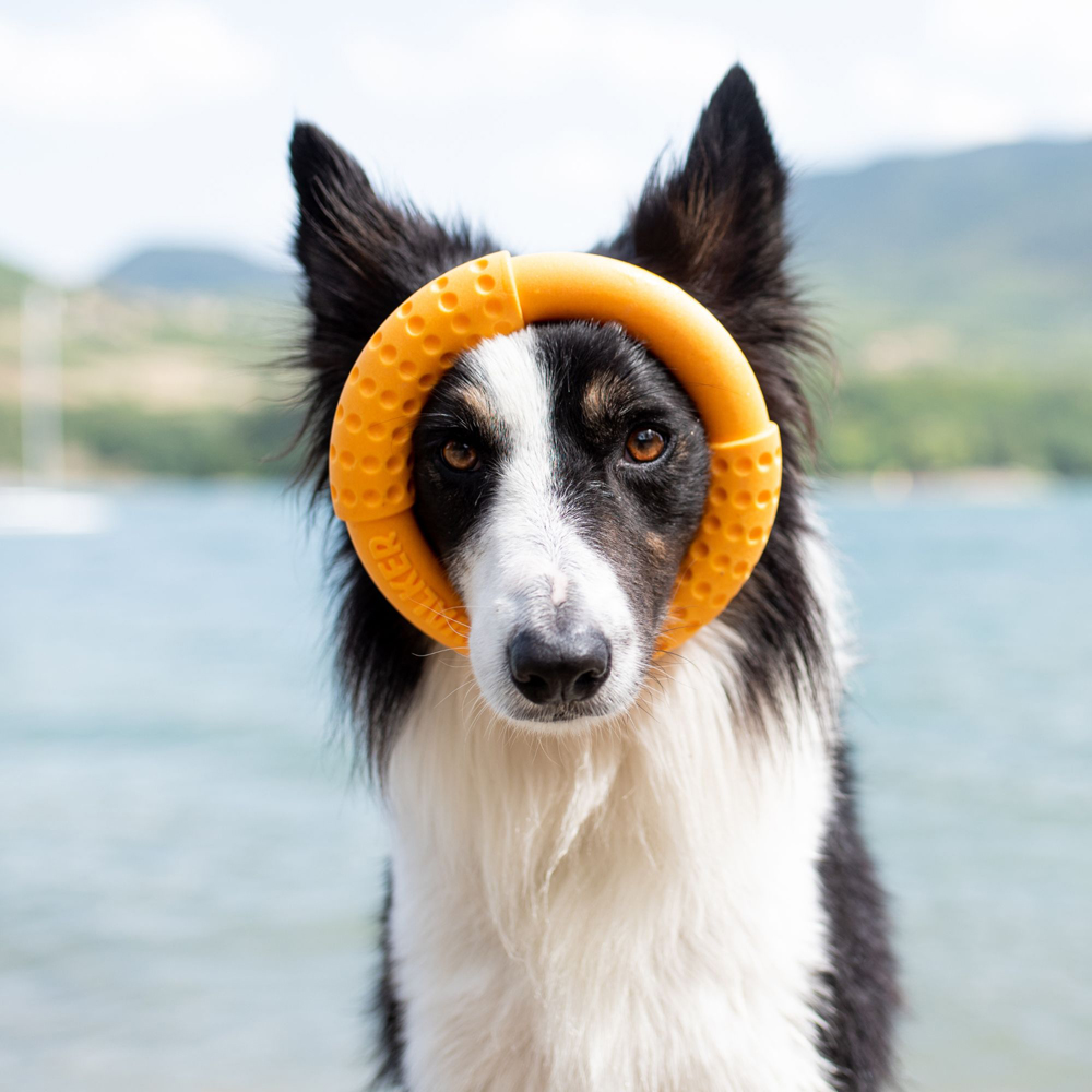 Kiwi Walker Lets Play Yellow Ring Dog Toy Image 2