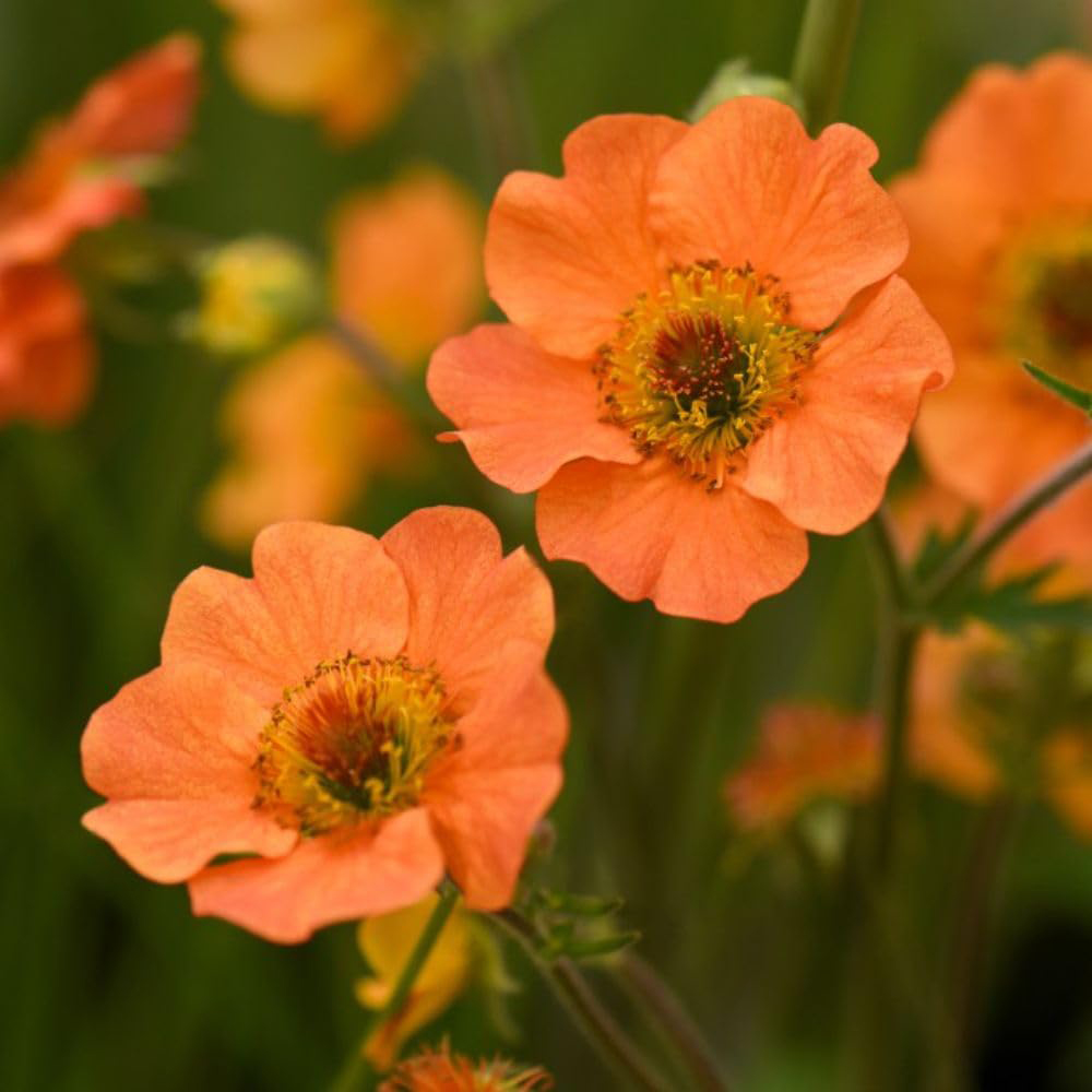 Thompson and Morgan Geum Totally Tangerine Plant Pot 9cm 2 Pack Image 3
