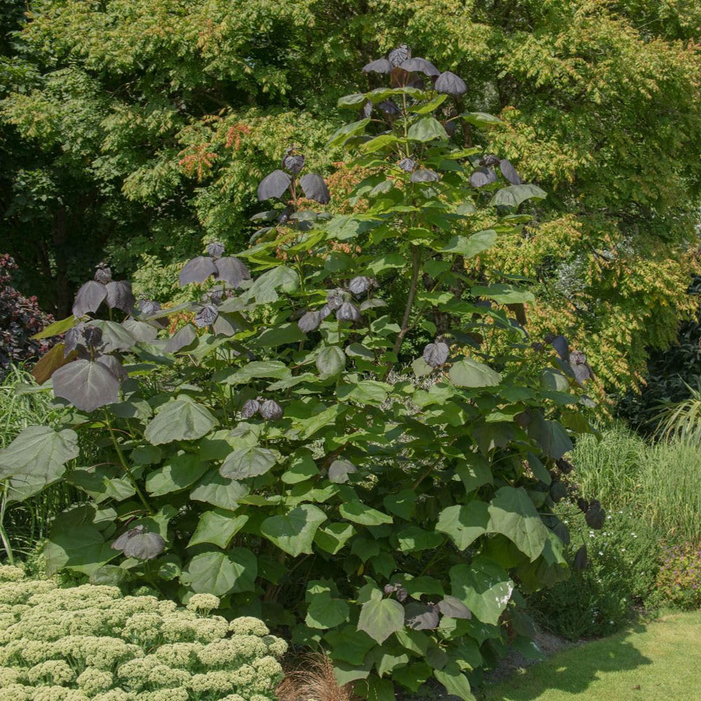 Thompson and Morgan Catalpa Erubescens Purpurea Plant Pot 3L Image