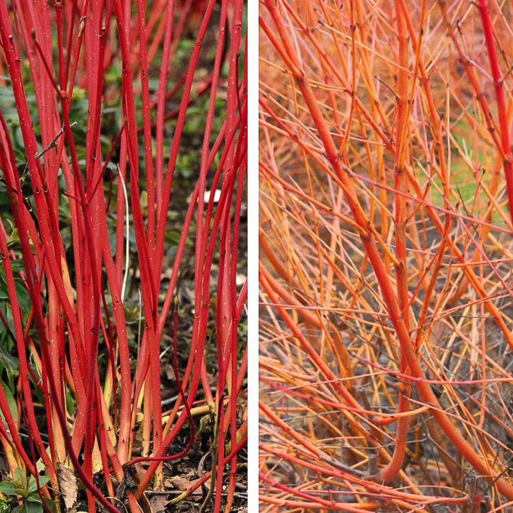 Thompson and Morgan Cornus Winter Duo Plant Pot 9cm 2 Pack Image 1