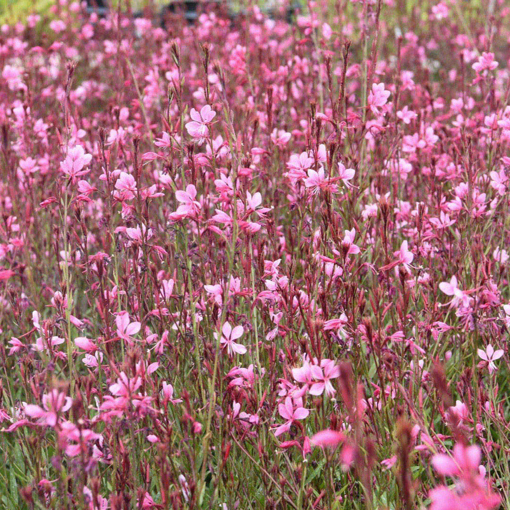 Thompson and Morgan Gaura Lindheimeri Passionate Blush Plant Pot 9cm 3 Pack Image 2