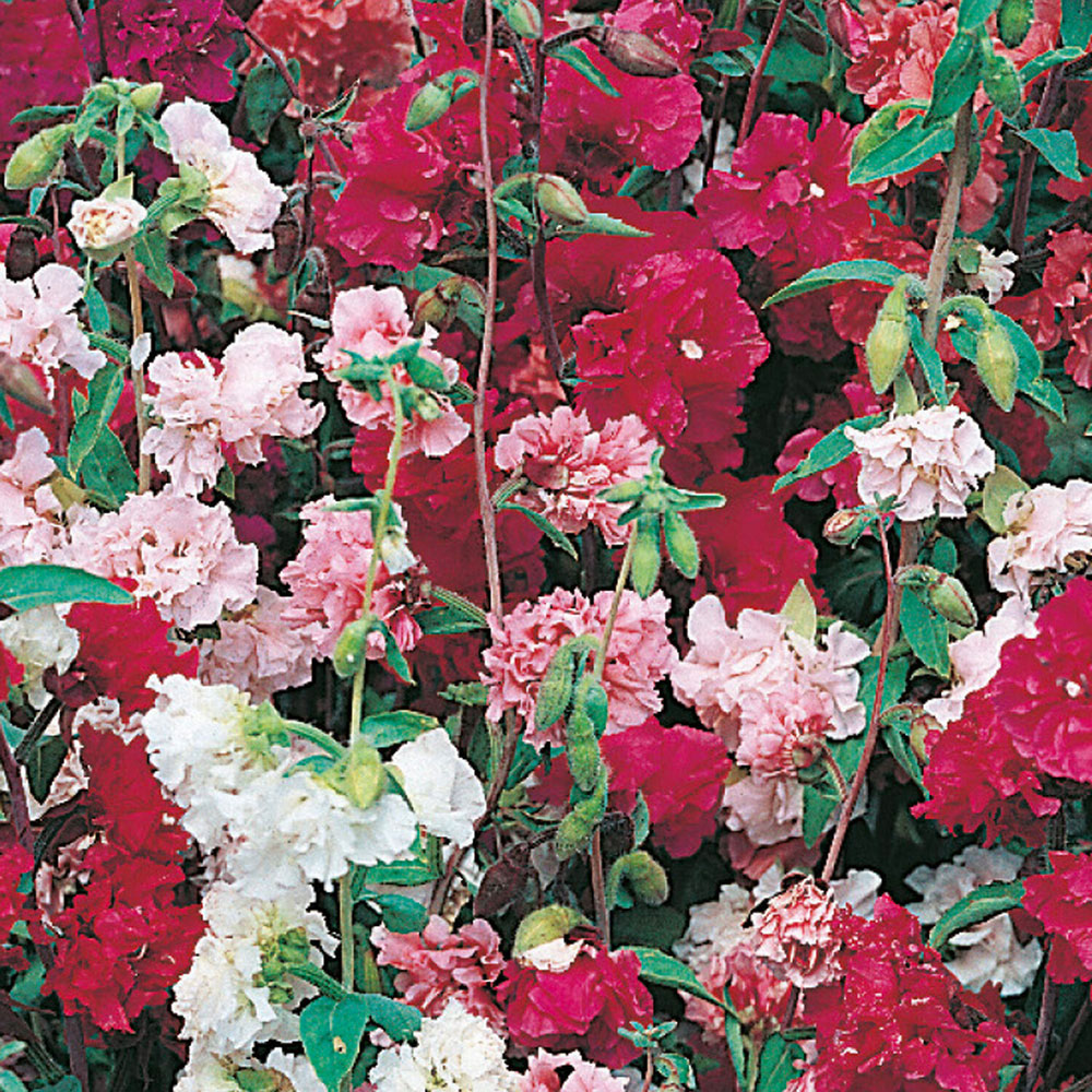 Pack of Clarkia Double Mixed Flower Seeds Image 2