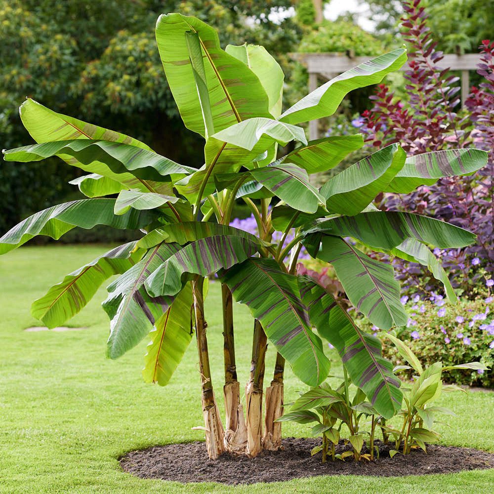 YouGarden Banana Plant Collection Plant Pot 9cm 3 Pack Image 2