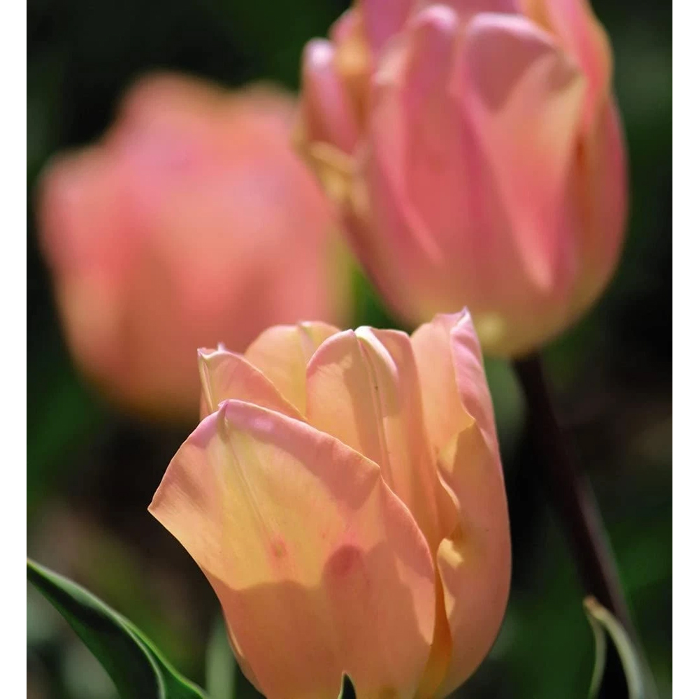 Thompson and Morgan Tulip Apricot Beauty Autumn Planting Bulb 8 Pack Image 3