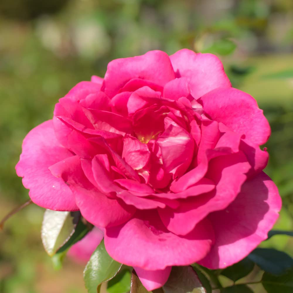 Thompson and Morgan Rose Bush Special Anniversary Bare Root Image 2