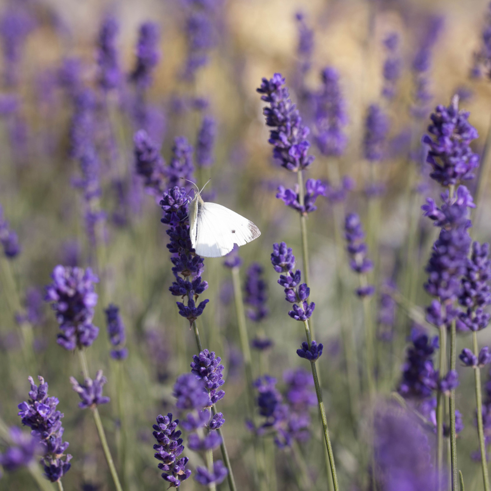 YouGarden Standard Lavender Munstead Plant Pot Image 1