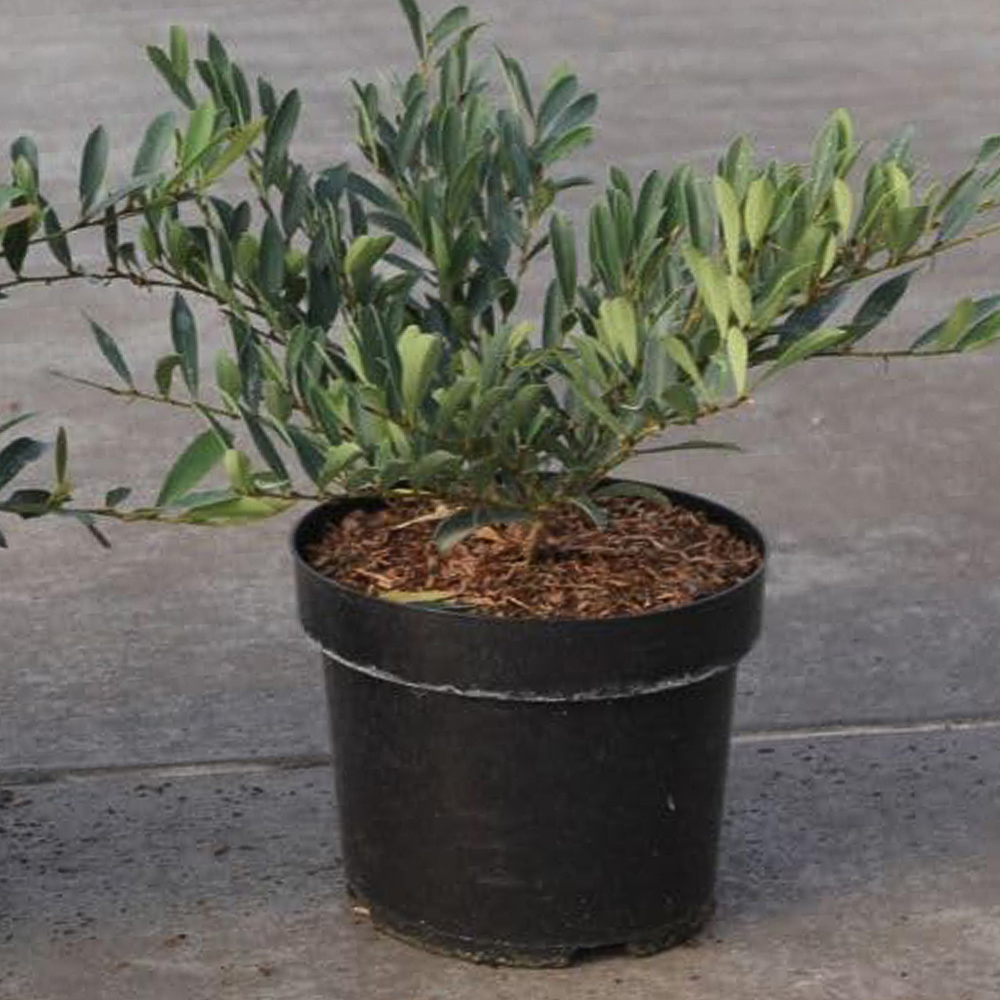 Thompson and Morgan Distylium Cinnamon Girl Plant Pot 10L Image 1