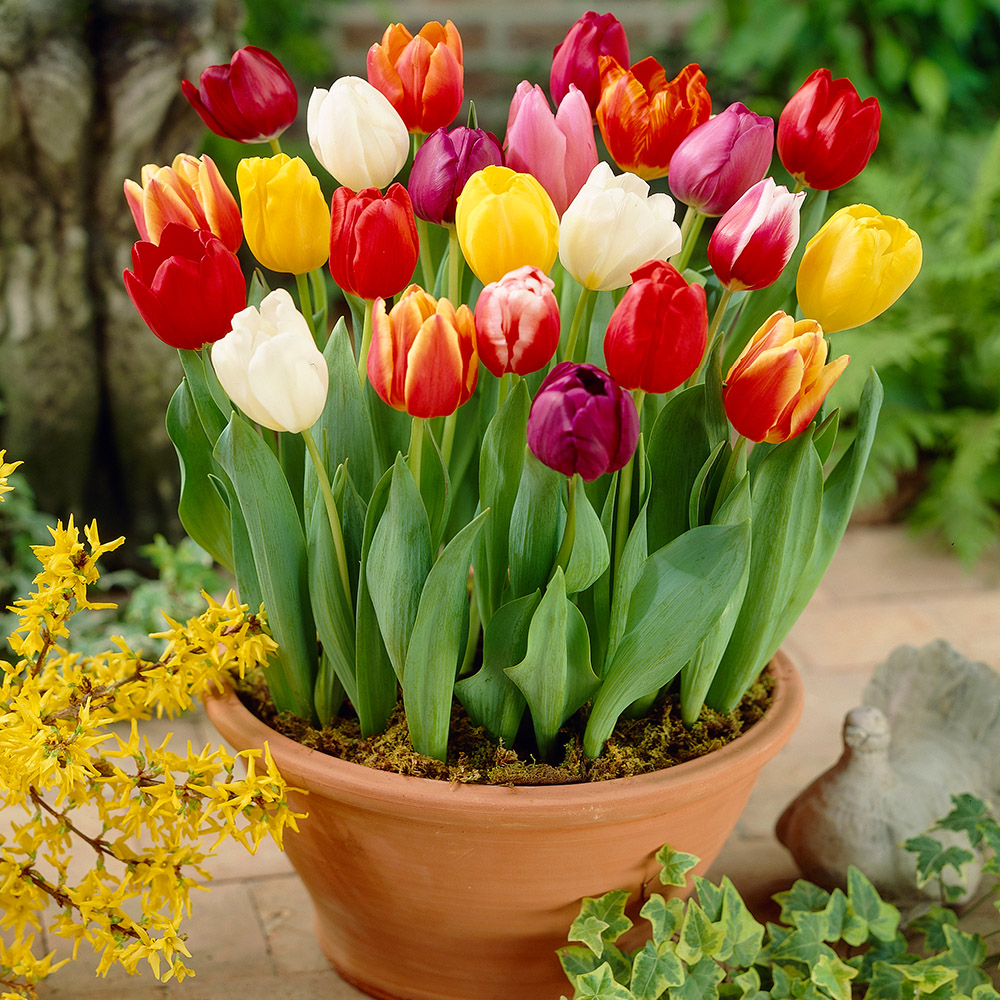 wilko Tulip Triumph Multicolour Planting Bulb 15 Pack Image 2