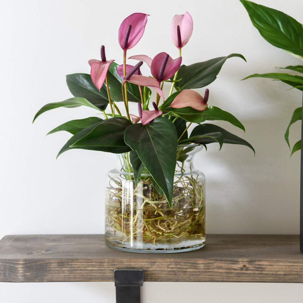 Thompson & Morgan Anthurium Aqua Mauve Zizou in Sierglass Potted Plant Image 2