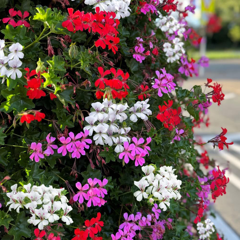 Thompson and Morgan Geranium Peltatum Trio Plant Pot 10.5cm 6 Pack Image 1
