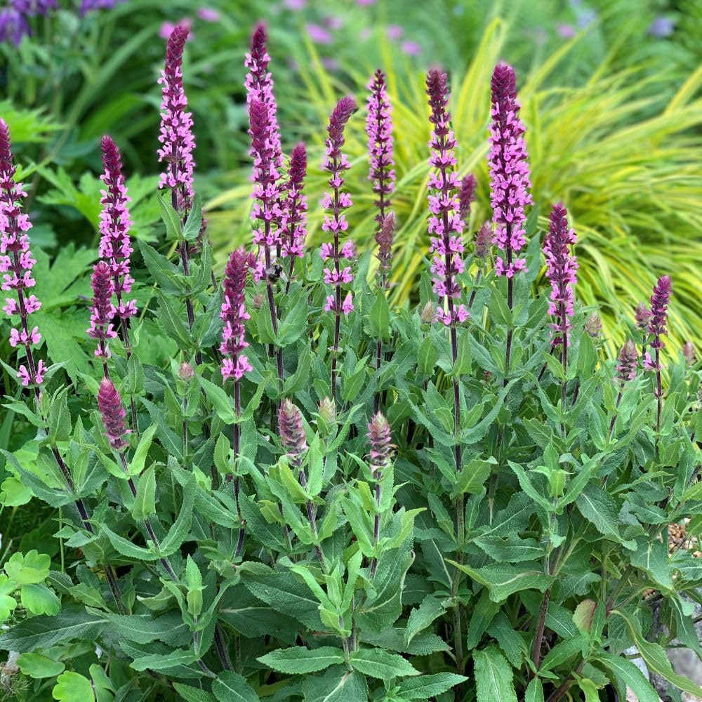 Thompson and Morgan Salvia Nemorosa Caradonna Pink Inspiration Plant Pot 2L Image 3