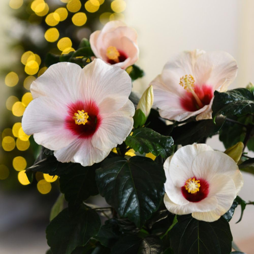 Thompson and Morgan Christmas Gift Hibiscus Adonicus Pearl Plant Pot 13cm Image 2