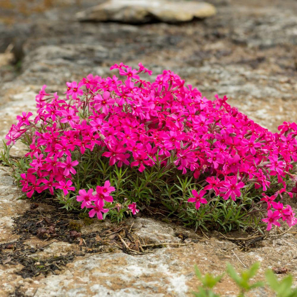 Thompson and Morgan Phlox Douglasii Red Admiral Plant Pot 9cm 2 Pack Image 2