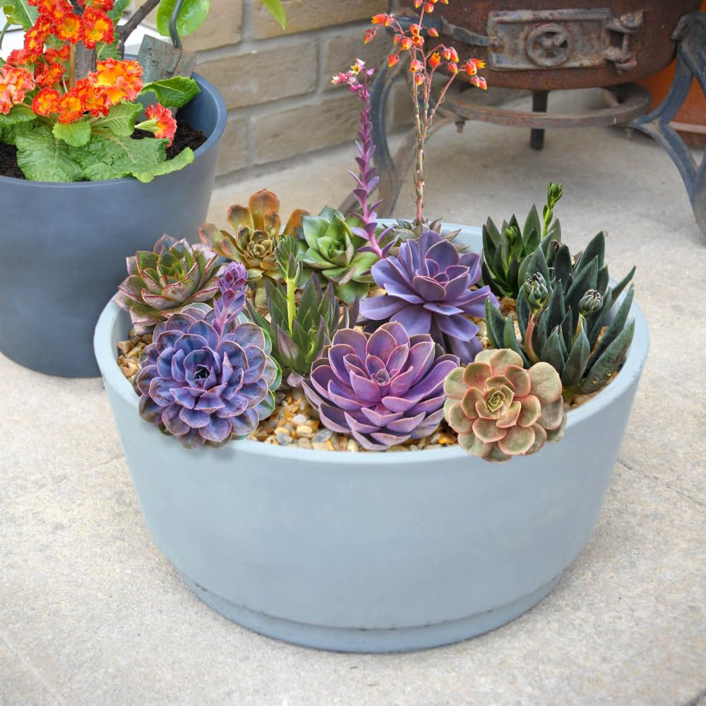 Thompson and Morgan Echeveria Collection Jumbo Plant Plug 4 Pack Image 2