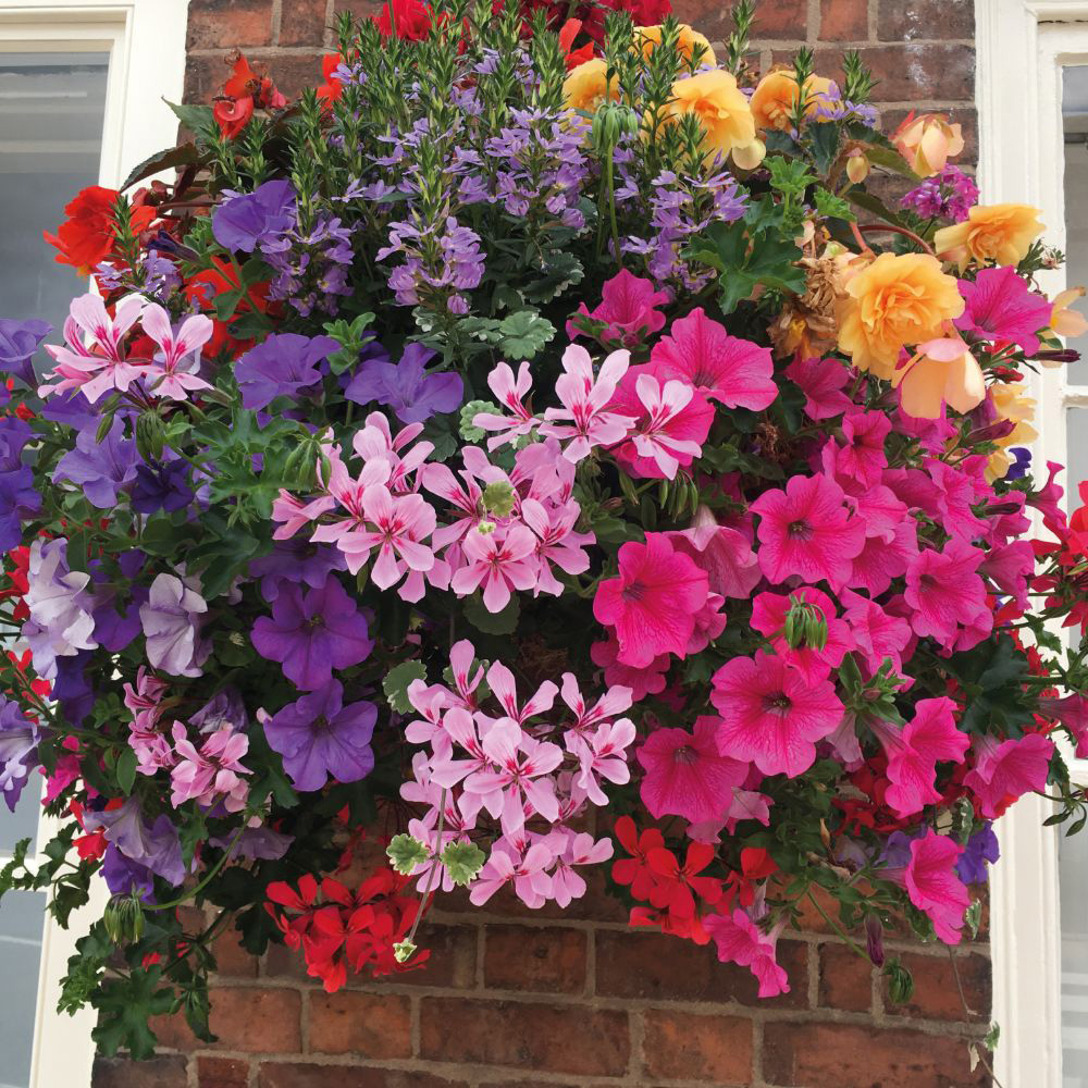 Thompson and Morgan Tutti Frutti Preplanted Hanging Basket 25cm 2 Pack Image 2