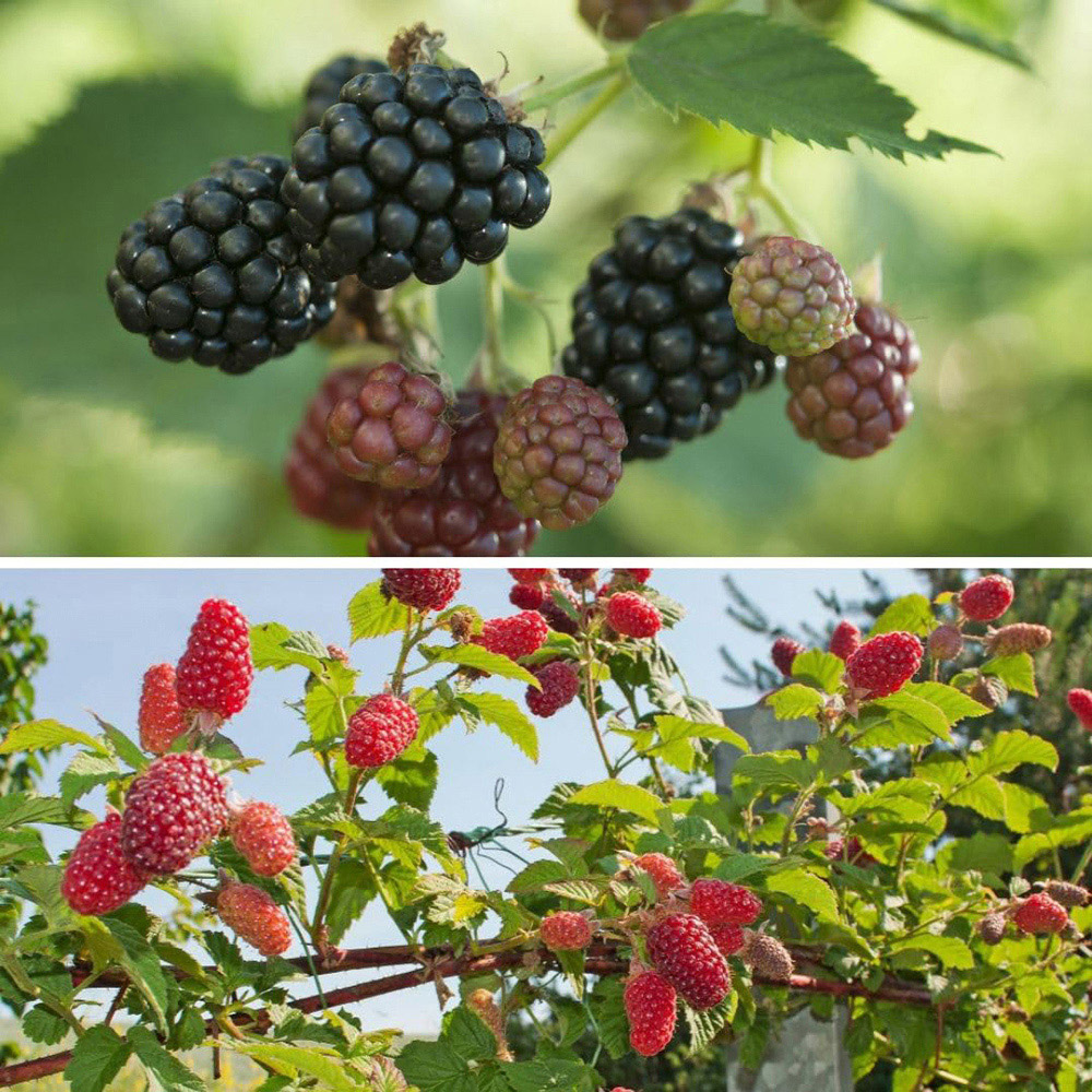 Thompson and Morgan Blackberry Duo Plant Pot 5L Image 1