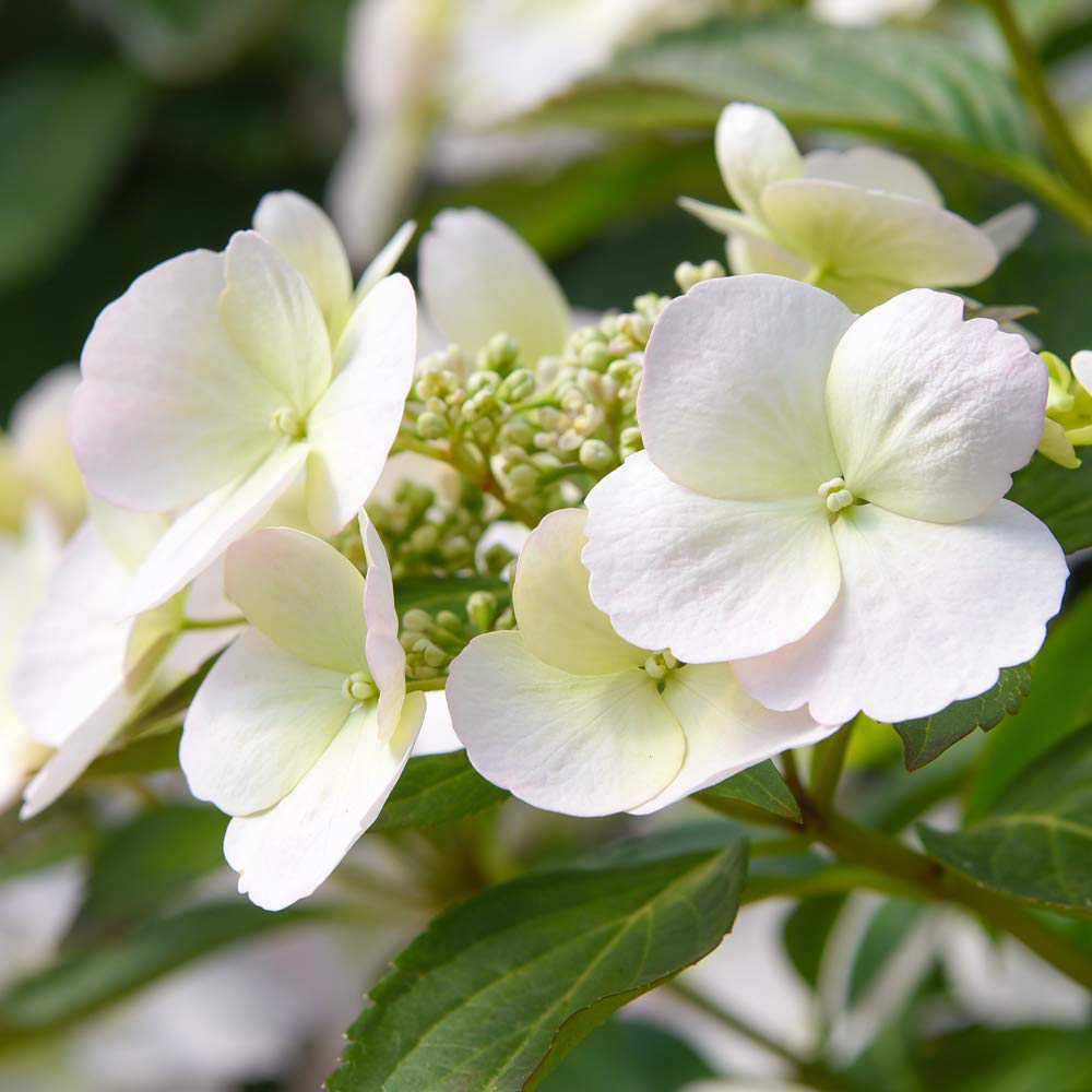 Thompson and Morgan Hydrangea Runaway Bride Plant Pot 13cm 2 Pack Image 1