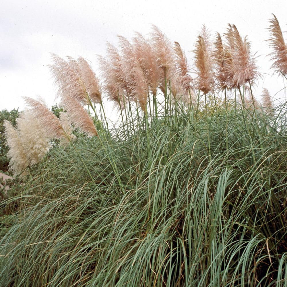 Thompson and Morgan Cortaderia Selloana Rosea Potted Plant 9cm 3 Pack Image 3