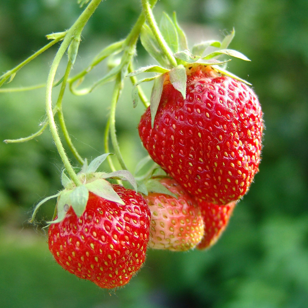 YouGarden Cambridge Favourite Class 1 Strawberry Runners Growing Kit Image 2