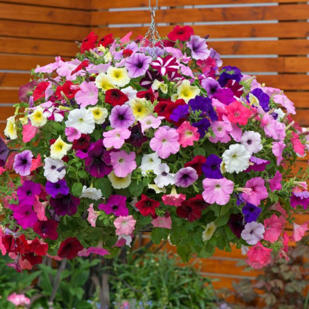 Thompson and Morgan Basket Collection Garden Ready Plant 60 Pack Image 3