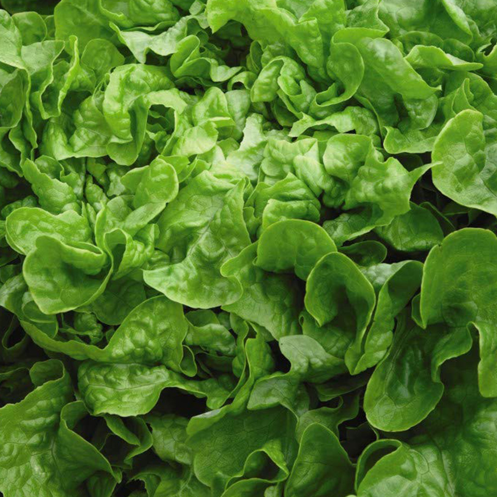 Thompson & Morgan Lettuce Salad Bowl Seeds Image 1