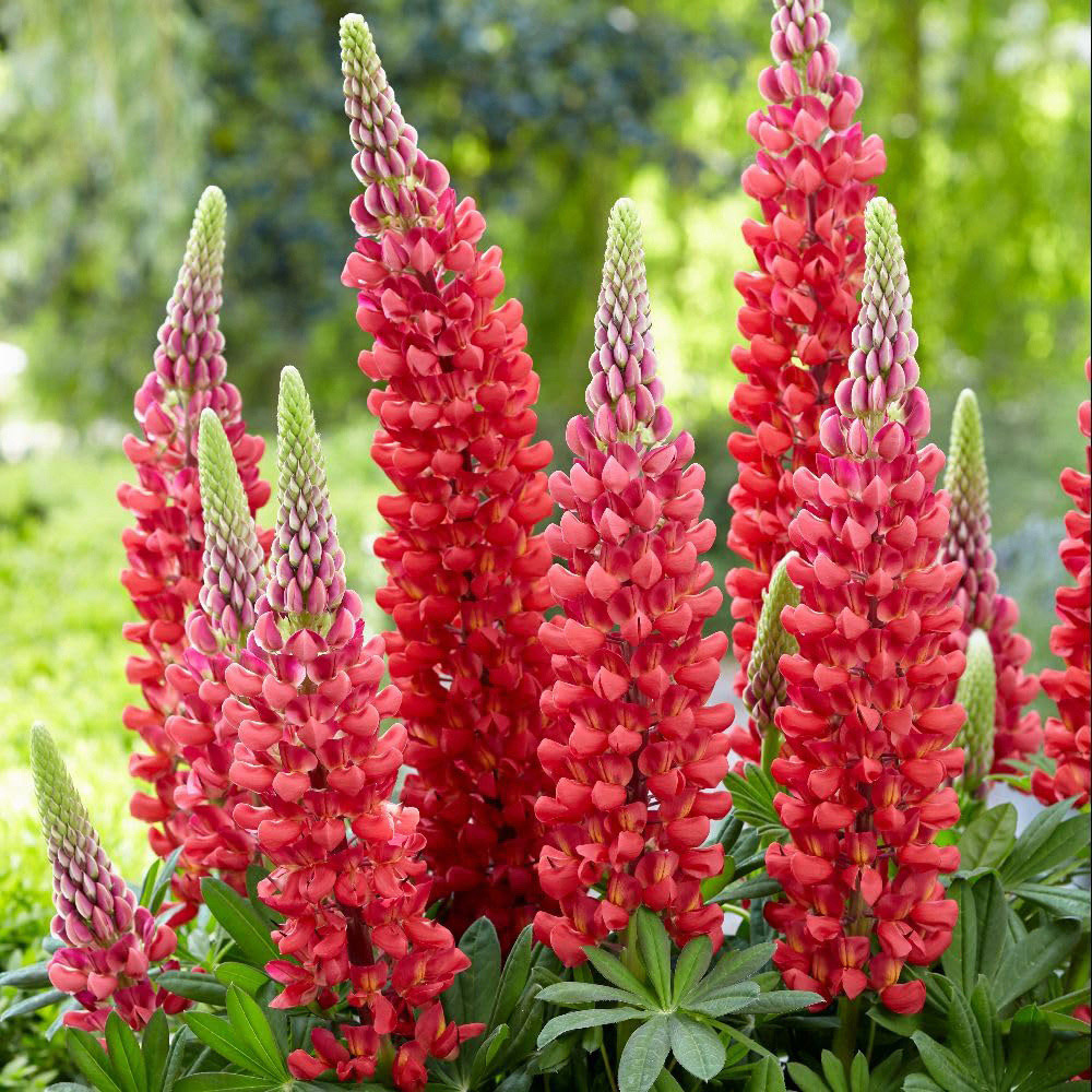 Thompson and Morgan Lupinus West Country Beefeater Plant Pot 9cm Image 1