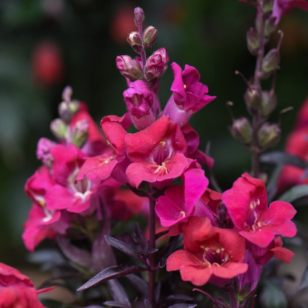 Thompson & Morgan Antirrhinum Mini Cherry Cola Seeds Image 3