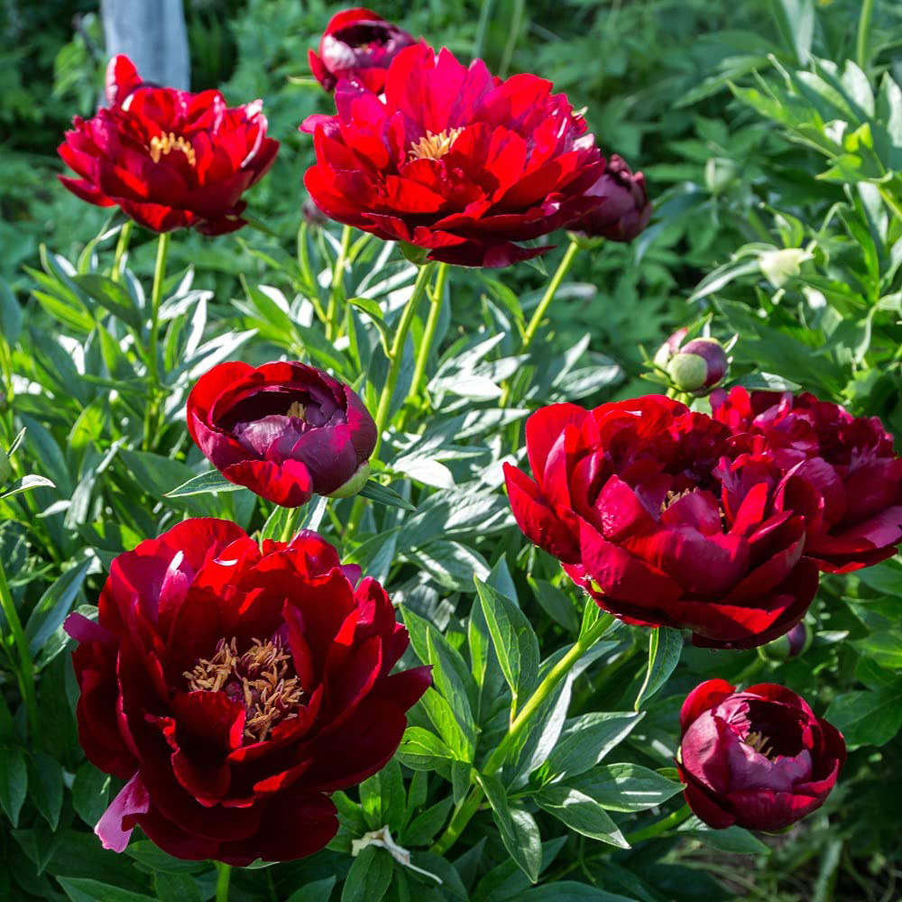 Thompson and Morgan Peony Buckeye Belle Bare Roots 2 Pack Image 1