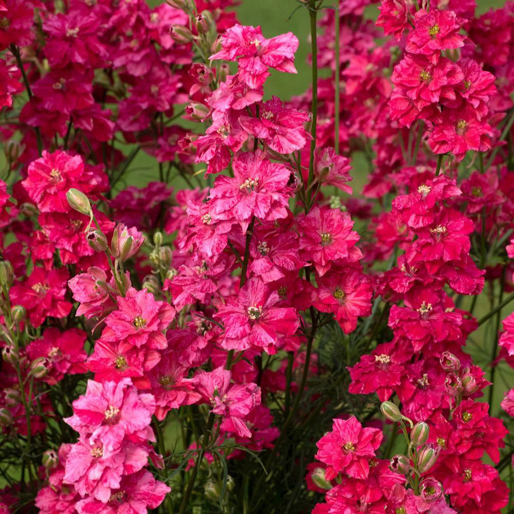 Thompson and Morgan King Size Scarlet Plant Plug 6 Pack Image 5