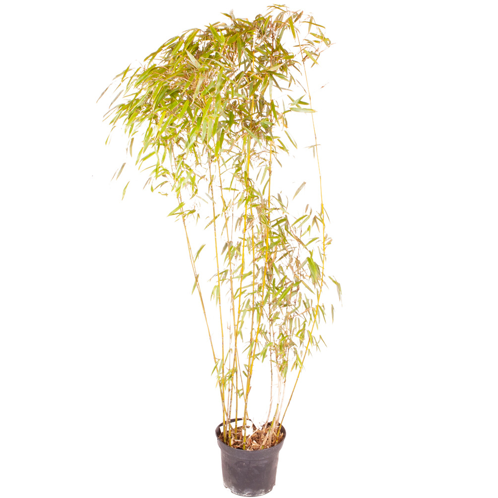 wilko Yellow Bamboo Plant Pot 5L Image 4