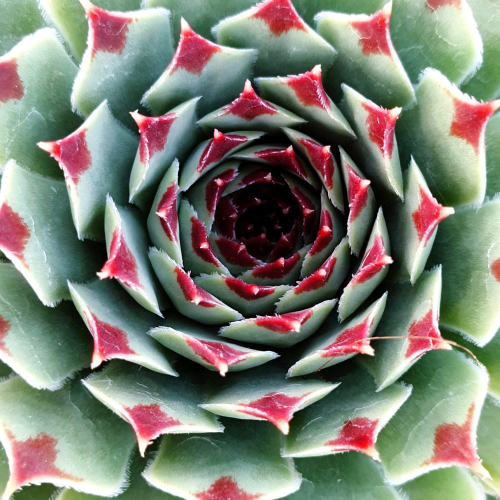 Thompson and Morgan Sempervivum Chick Charms Mint Marvel Potted Plant 9cm Image 4