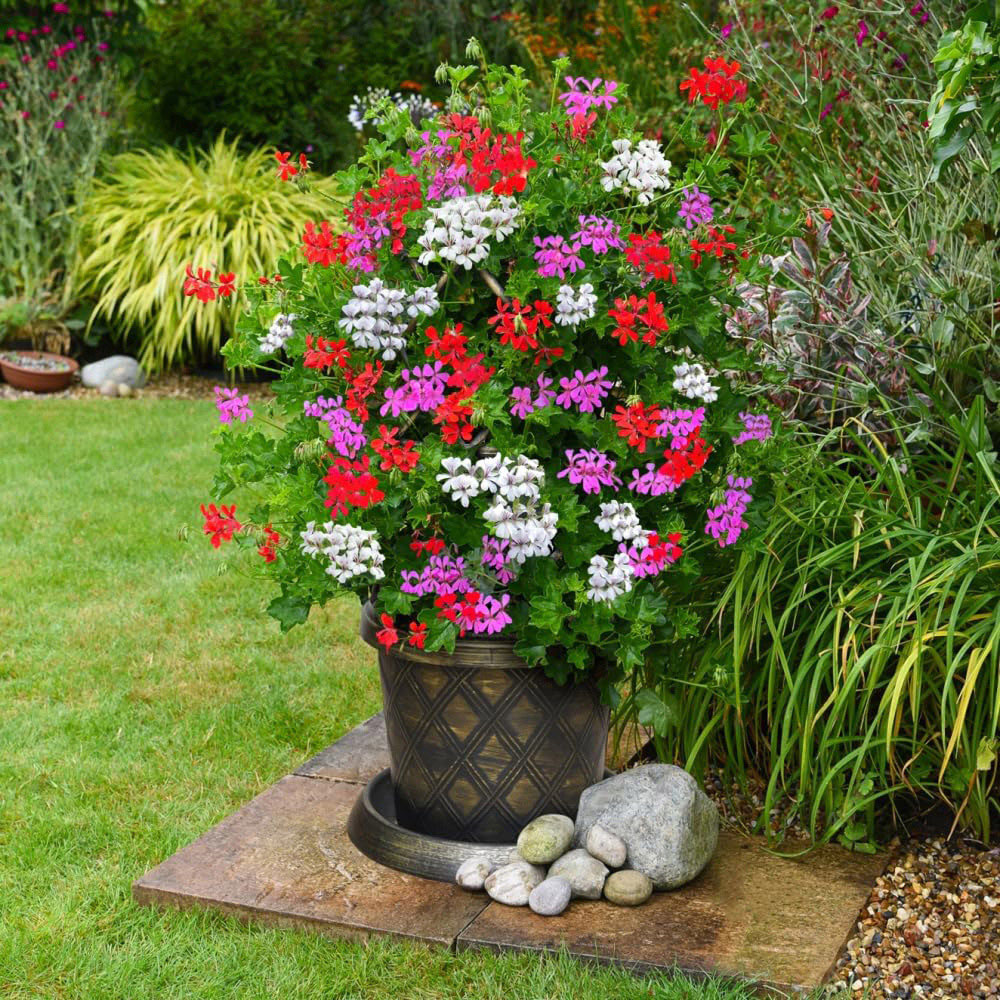 Thompson and Morgan Geranium Peltatum Trio Plant Pot 10.5cm 6 Pack Image 4