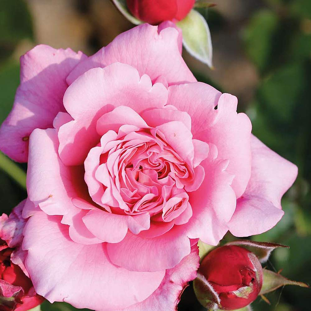 Thompson and Morgan Rose Home Florist Timeless Pink Bare Root Image